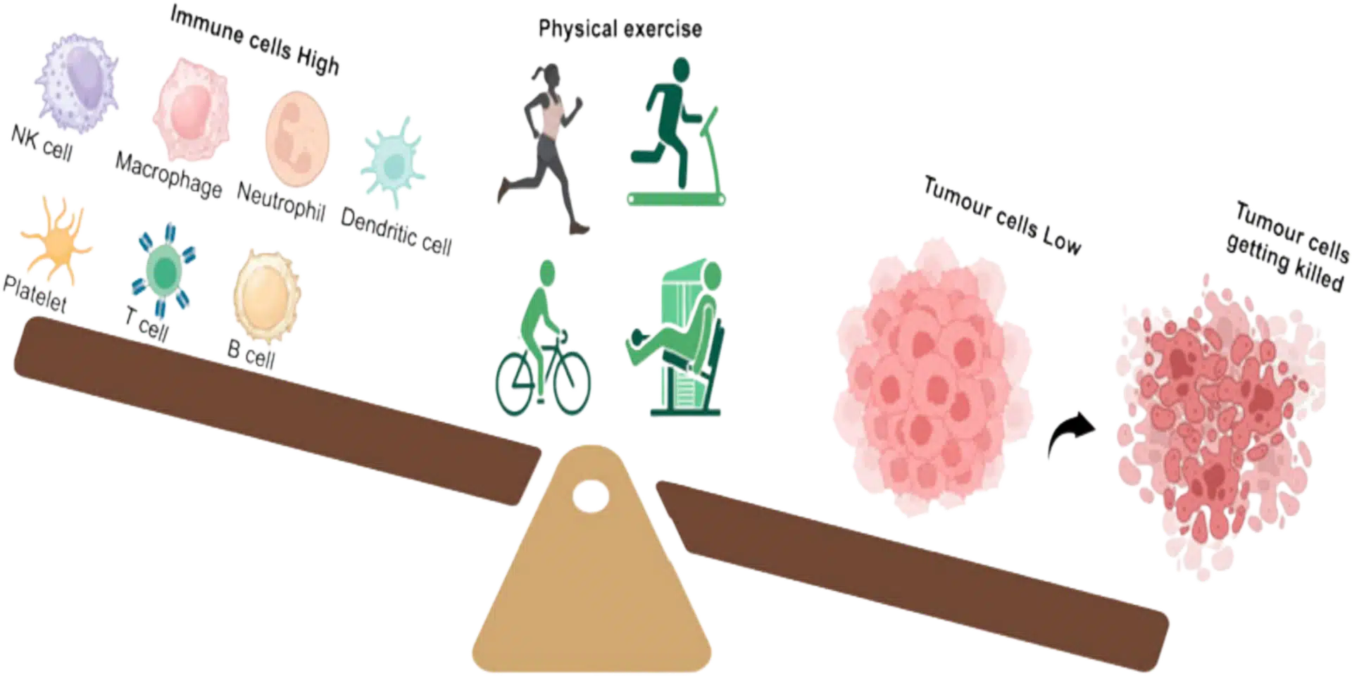 تأثیر ورزش بر تقویت سیستم ایمنی و پیشگیری از بیماری‌ها